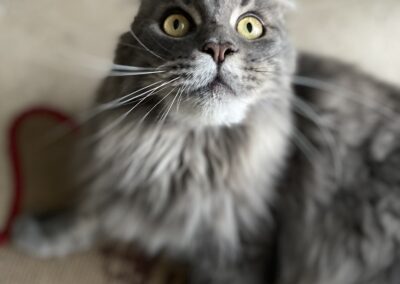 Tess